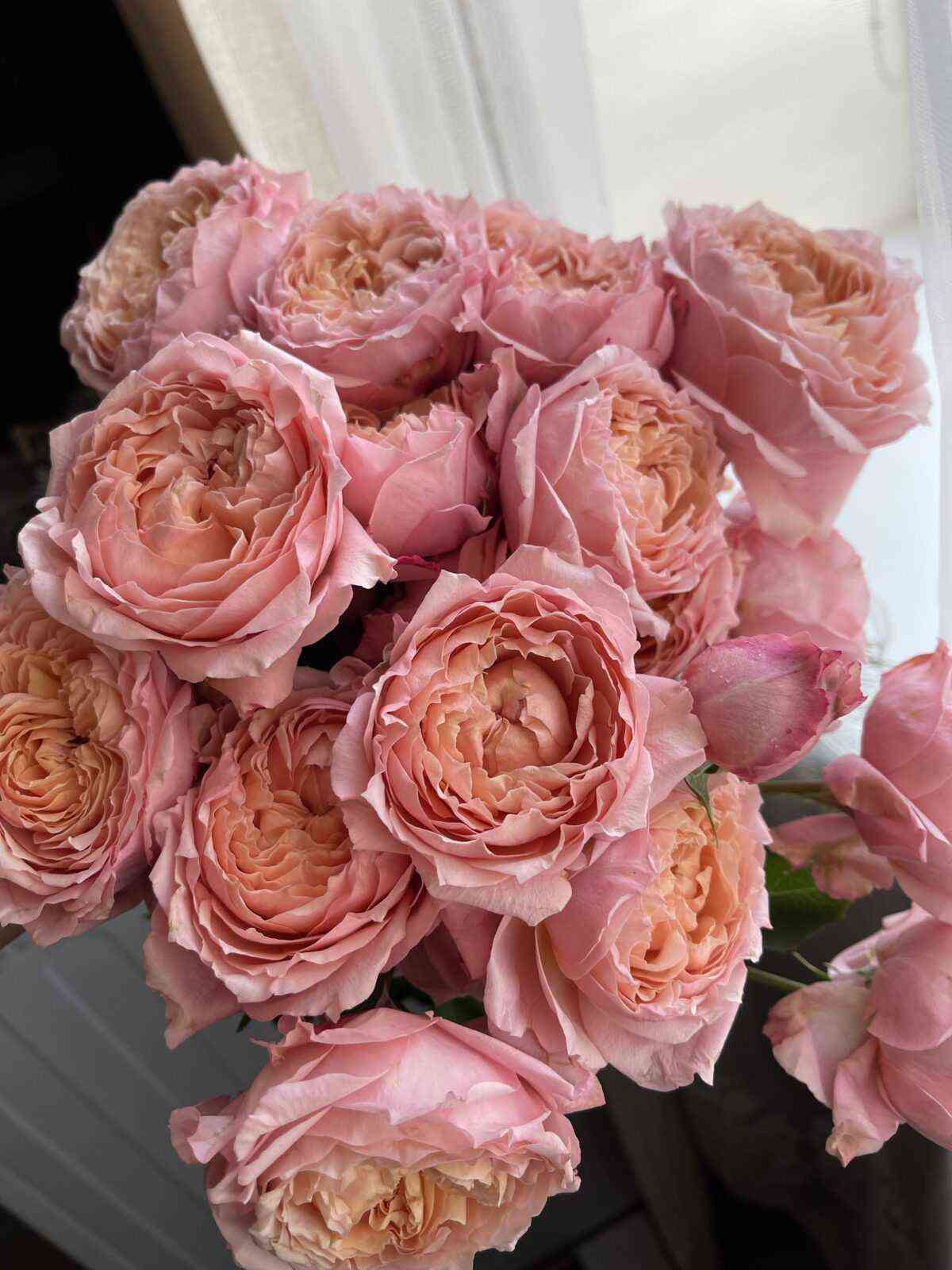 Джульетта (Juliet)