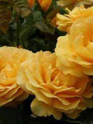 dzhuliyachajld_juliachild_optimized.jpg Джулия Чайлд (Julia Child)