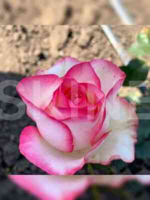 dzhumiliya.jpg Джумилия (Jumilia)