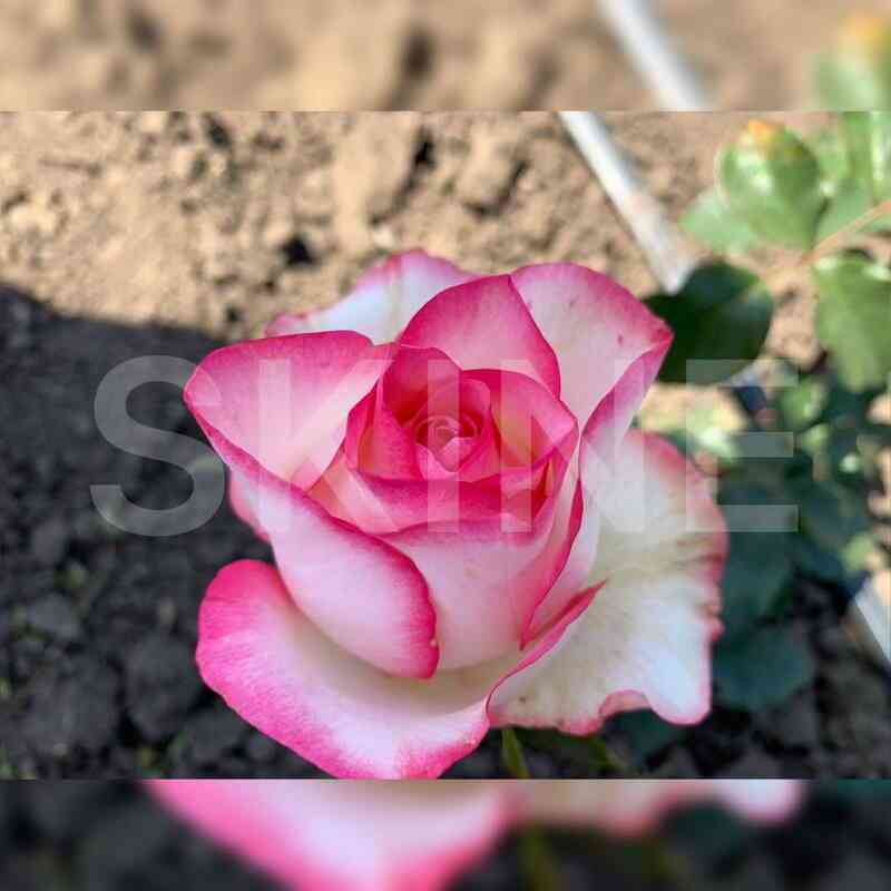 dzhumiliya.jpg Джумилия (Jumilia)