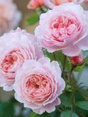 e_shropshie_lend.jpg Э Шропшир Лэд (A Shropshire Lad)