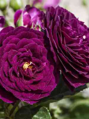 Эбб Тайд (Ebb Tide)