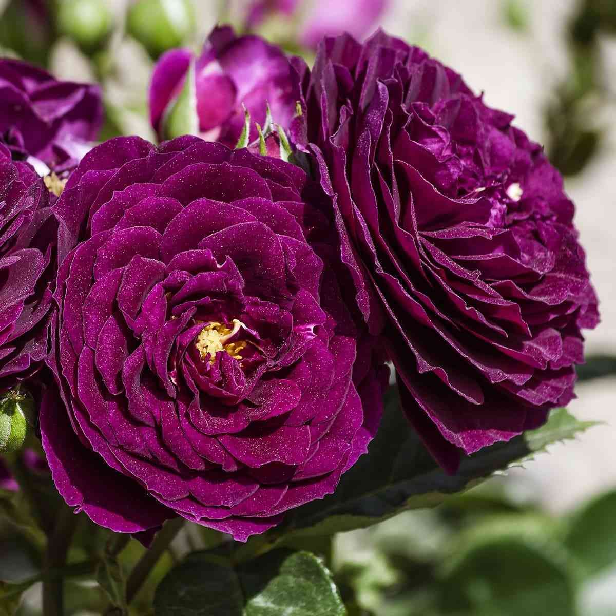 Эбб Тайд (Ebb Tide)