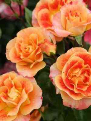 Эбраш (Airbrush)