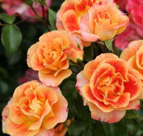 Эбраш (Airbrush)