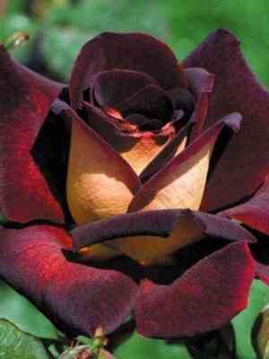 eddi_mitchel.jpg Эдди Митчелл (Eddy Mitchell)