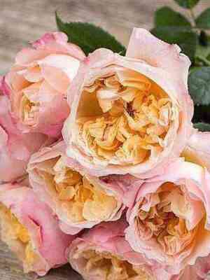 edit-edvin_optimized.jpg Эдит (Edith)