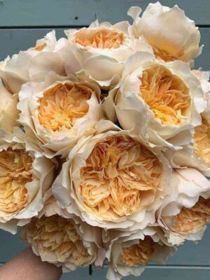 effi.jpg Эффи (Effie)