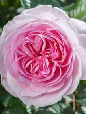 ejnshent_mariner.jpg Эйншент Маринер (The Ancient Mariner)