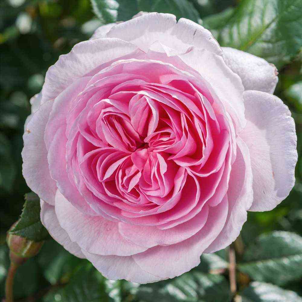 ejnshent_mariner.jpg Эйншент Маринер (The Ancient Mariner)