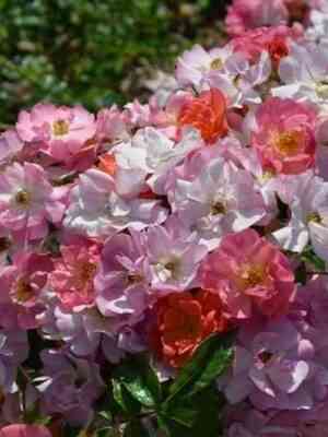 Экла д' Амбр (Eclats d'Ambre)