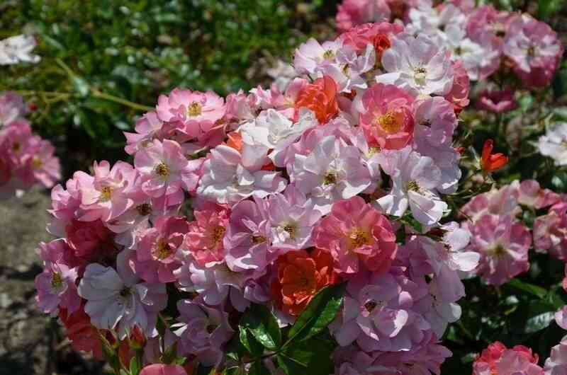 Экла д' Амбр (Eclats d'Ambre)