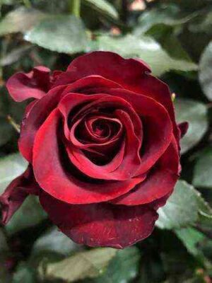 eksplorer.jpg Эксплорер (Explorer)