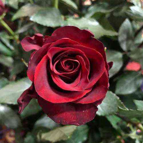 eksplorer.jpg Эксплорер (Explorer)