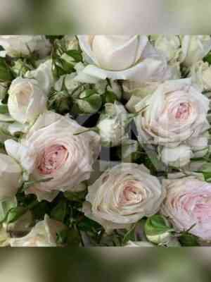 ekssklyuziv_sensejshen.jpg Эксклюзив Сенсейшен (Exclusive Sensation)