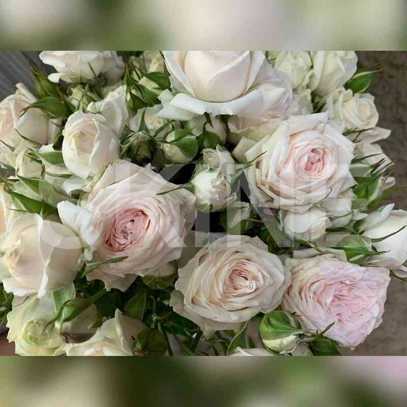 Эксклюзив Сенсейшен (Exclusive Sensation)