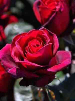 ekstaz-extase_optimized.jpeg Экстаз (Extase)