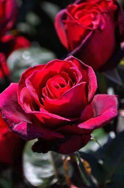 Экстаз (Extase)