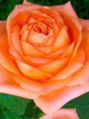 el_dorado.jpg Эльдорадо (Eldorado)