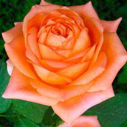 el_dorado.jpg Эльдорадо (Eldorado)