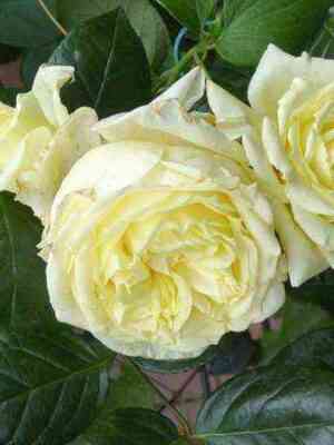 el_f.jpg Эльф (Elfe)