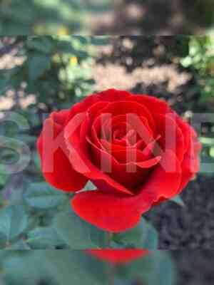 el_toro_el_toro.jpg Эль Торо (El Toro)