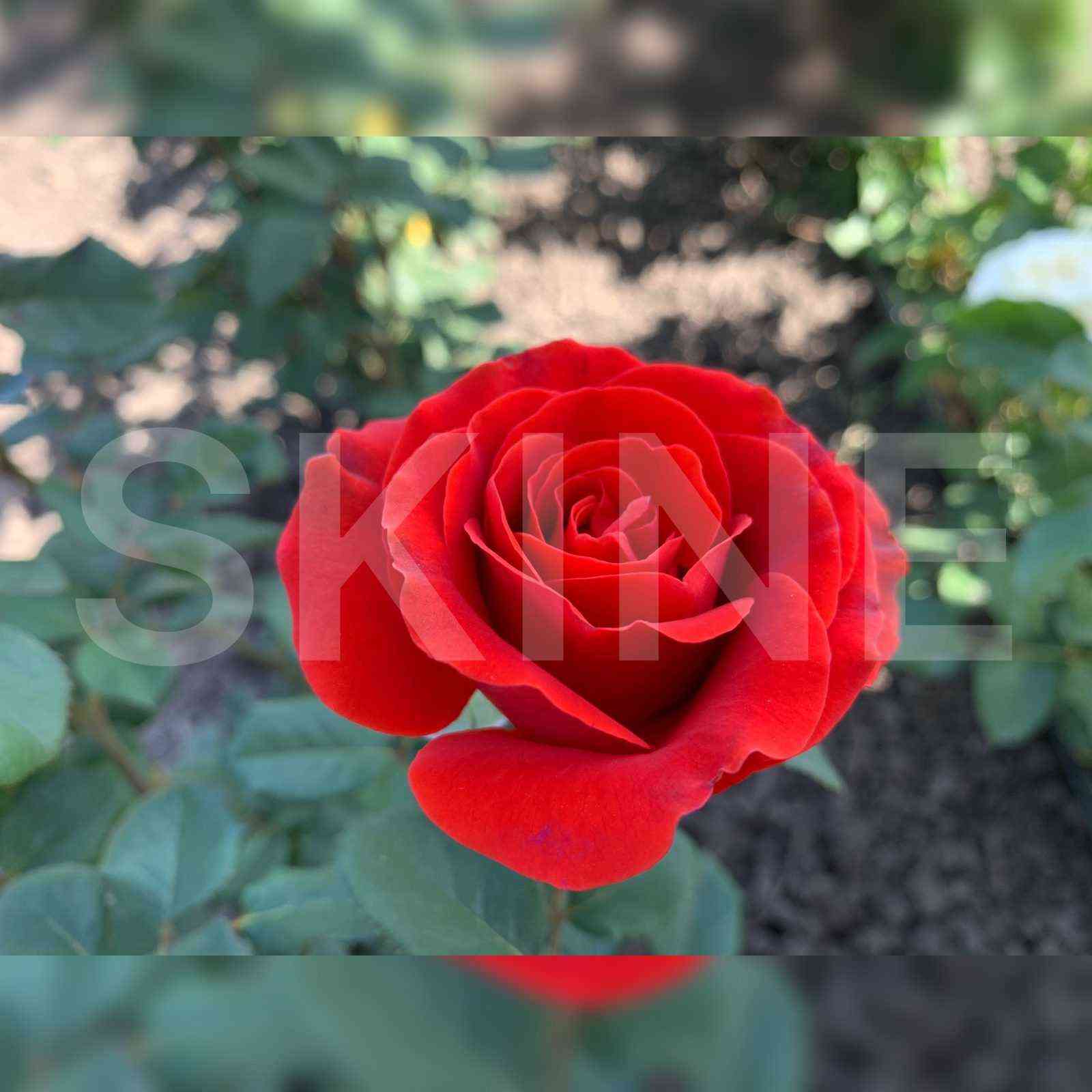 el_toro_el_toro.jpg Эль Торо (El Toro)