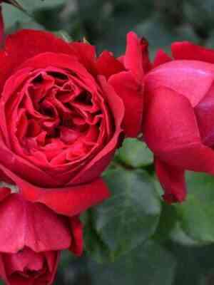 Эльбджувел (Elbjuwel)