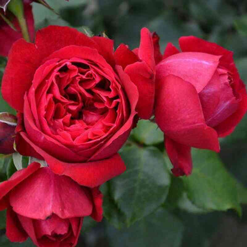 Эльбджувел (Elbjuwel)