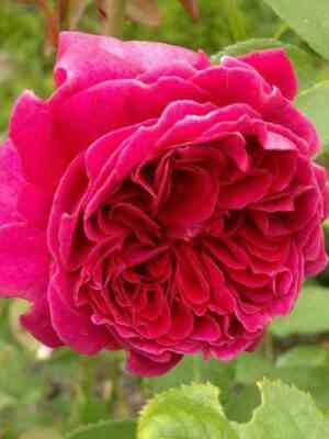 eldibrejtuejt_leonarddudleybraithwaite_optimized.jpg Эл Ди Брейтуэйт (Leonard Dudley Braithwaite)