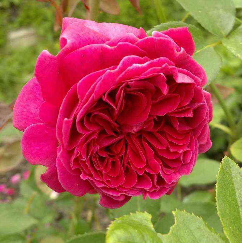 eldibrejtuejt_leonarddudleybraithwaite_optimized.jpg Эл Ди Брейтуэйт (Leonard Dudley Braithwaite)