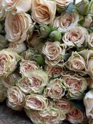 elena.jpg Елена (Elena)