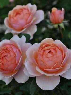 Элизабет Стюарт (Elizabeth Stuart)