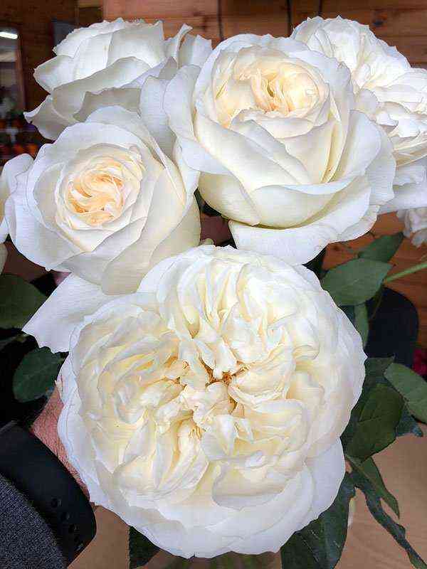 ella.jpg Элла (Ella)