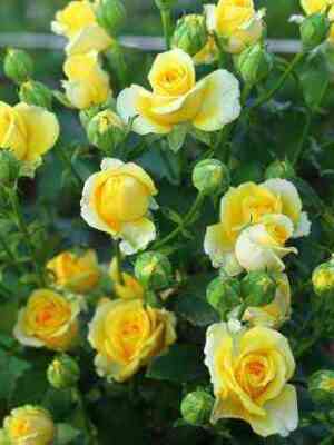 ellou-fleret_optimized.jpg Еллоу Флюретте (Yellow Fleurette)