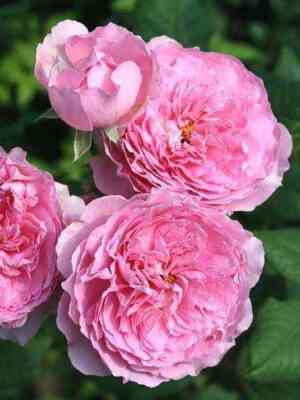 Элоди Госсюэн (Elodie Gossuin)