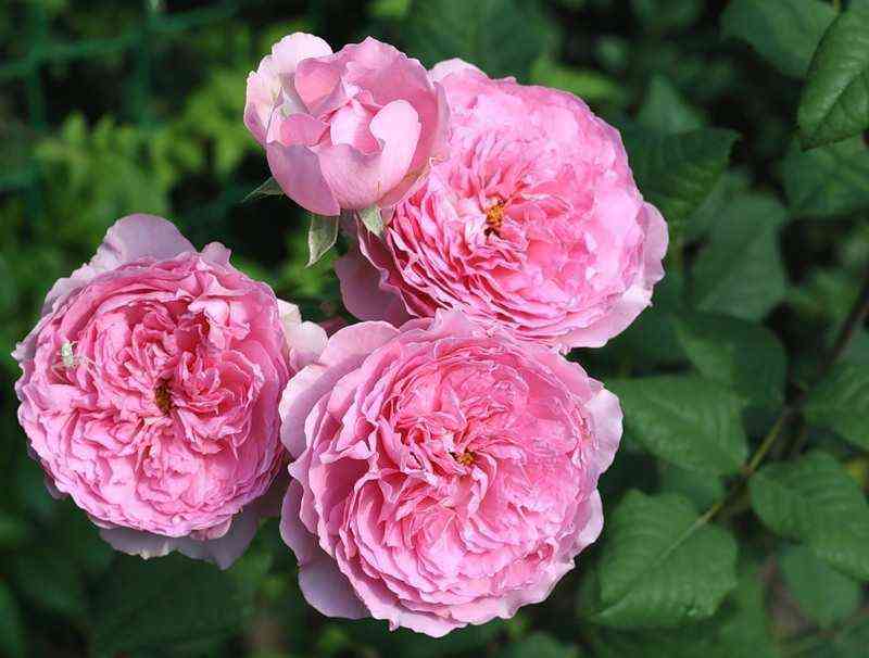 Элоди Госсюэн (Elodie Gossuin)