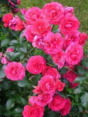 Элвишерн (Elveshorn)