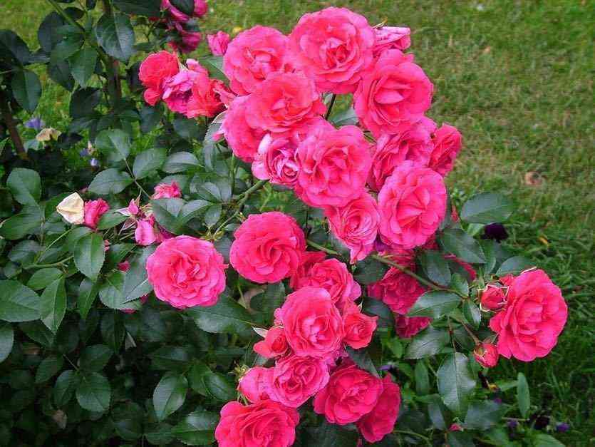 elvishern.jpg Элвишерн (Elveshorn)