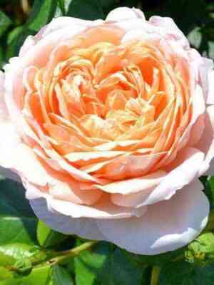 Амбер Абунданс (Amber Abundance)