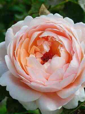 embridzhrouz_ambridgerose_optimized.jpg Эмбридж Роуз (Ambridge Rose)