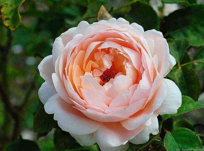 Эмбридж Роуз (Ambridge Rose)