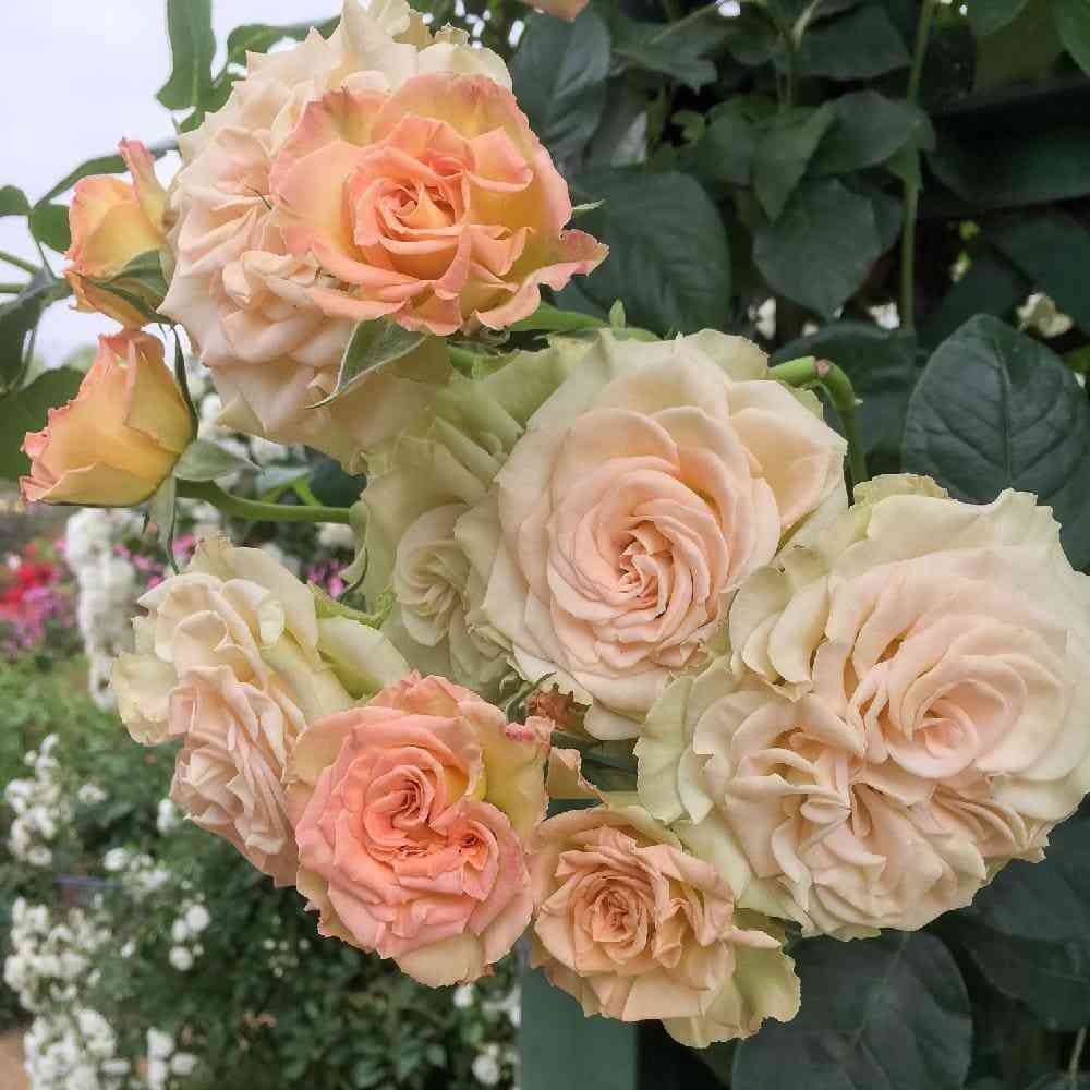 Эмералд Айсленд (Emerald Isle)