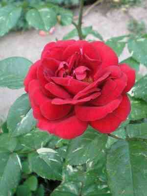 emi_semun.jpg Эли Семун (Elie Semoun)