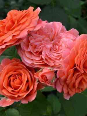 Эмильен Гийо (Emilien Guillot)