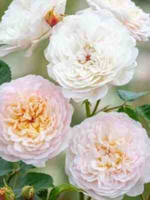 emili-bronte-emily-bronte_optimized.jpg Эмили Бронте (Emily Bronte)