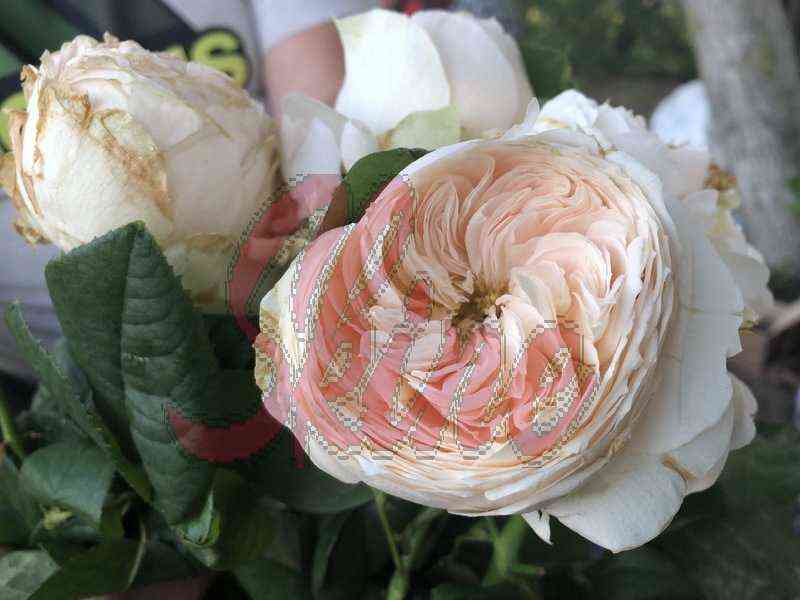 Эмма Вудхаус (Emma Woodhouse)