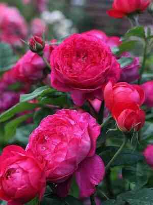 endzhamin-britten.jpg Бенджамин Бриттен (Benjamin Britten)