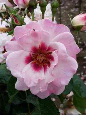 endzhel_ajz_angel_eyes.jpg Энджел Айз (Angel Eyes)