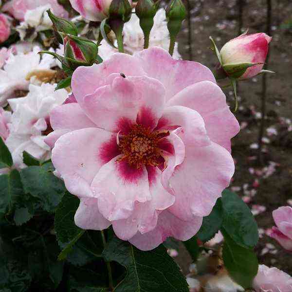 Энджел Айз (Angel Eyes)